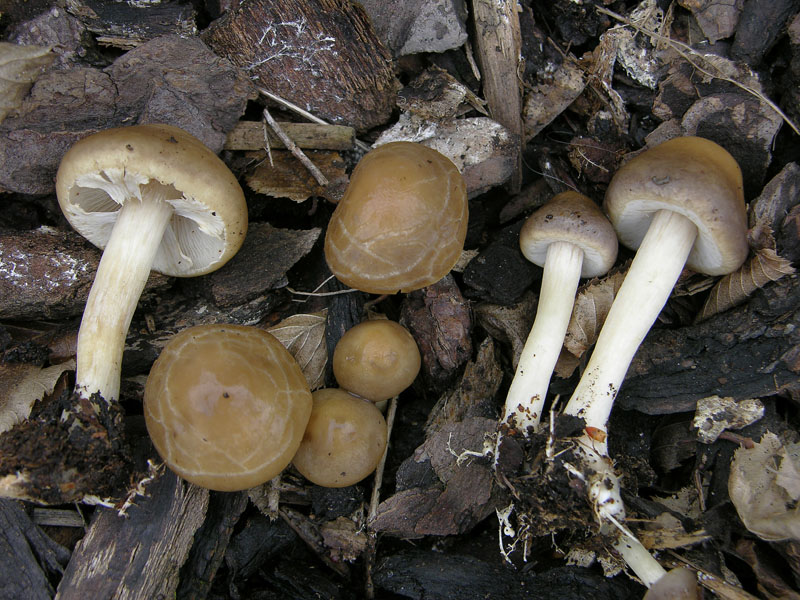 Agrocybe praecox.